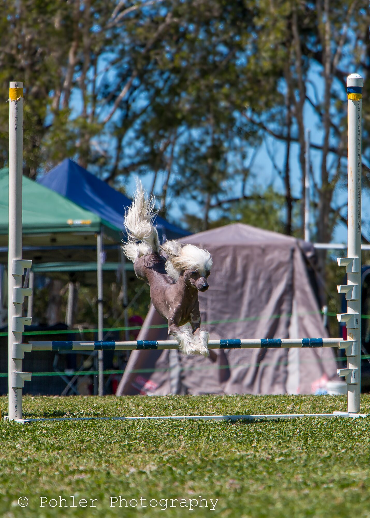 A dog clearing an agility jump at a club event