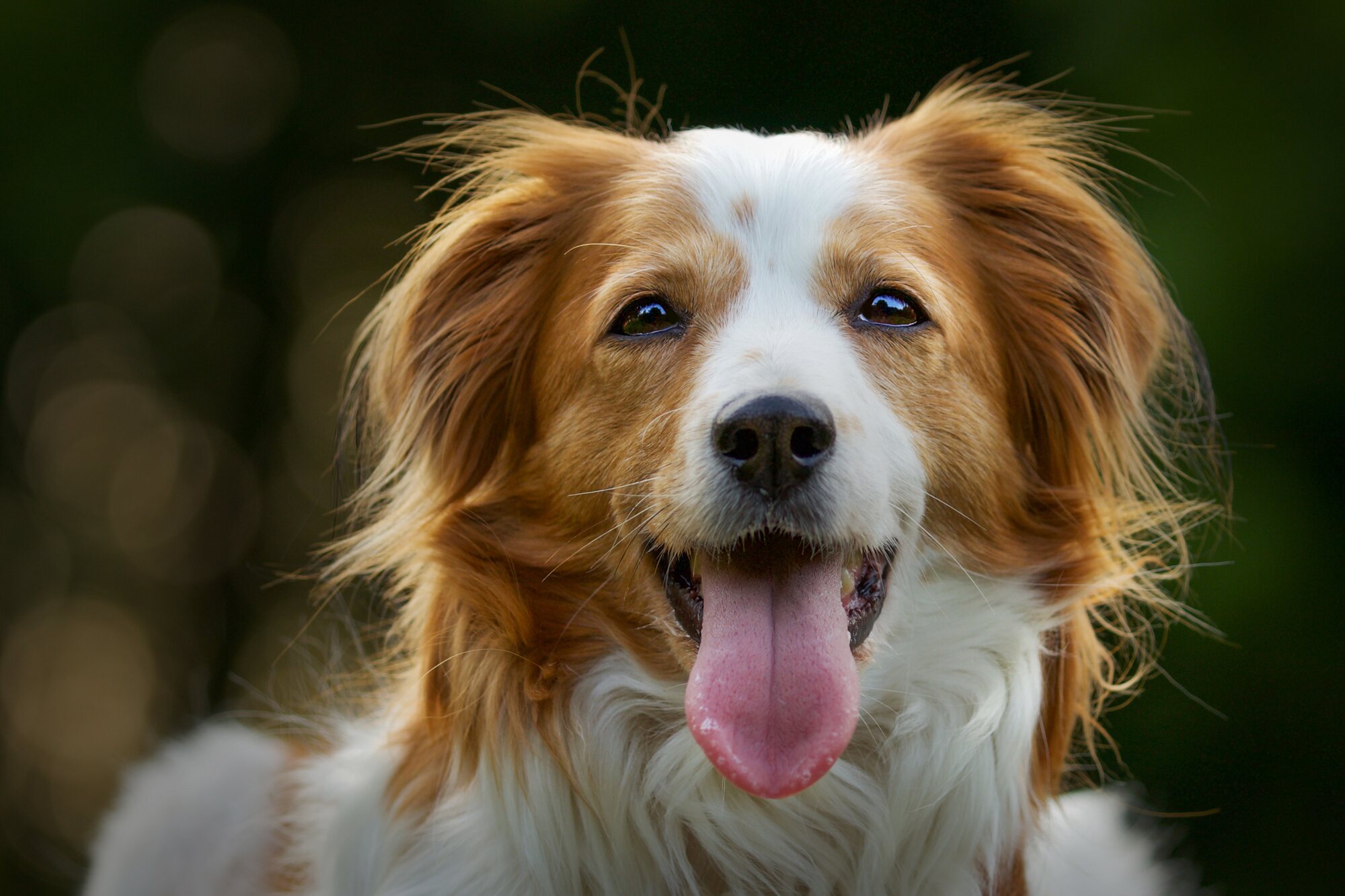 A happy dog outdoors