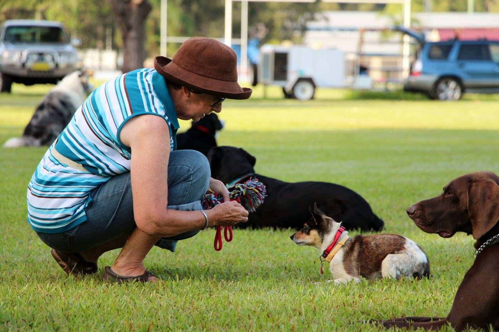 A club instructor working with dogs and handlers on the training field