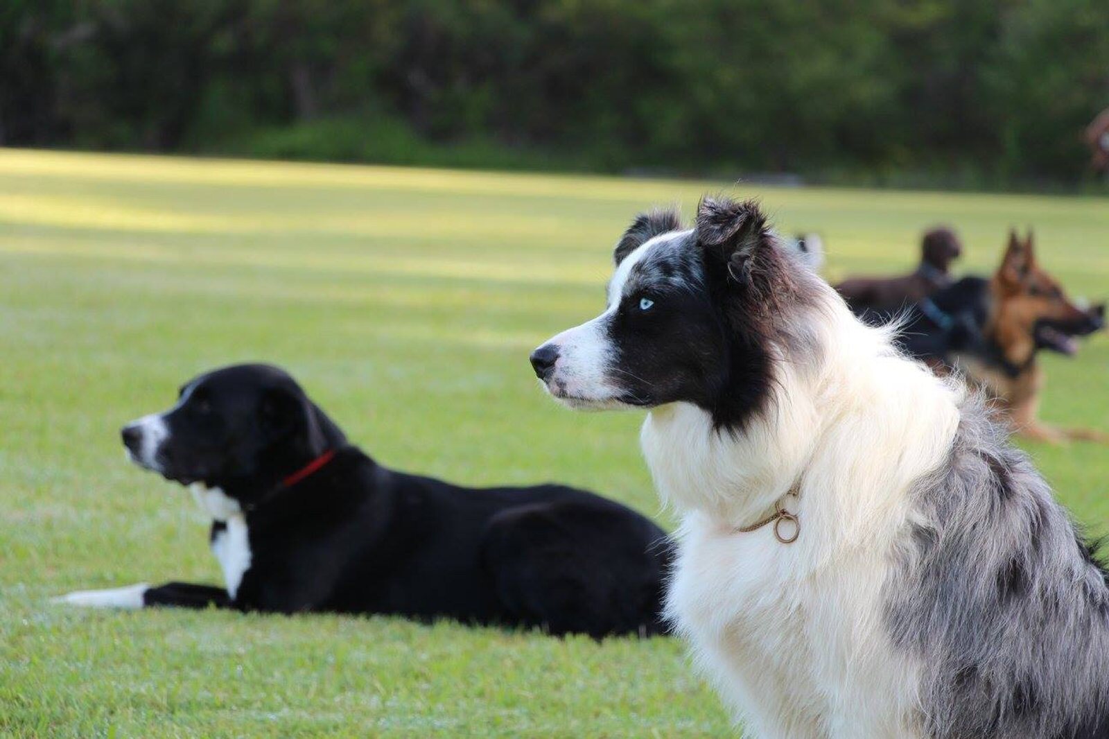 Dogs settled with their handlers during a club obedience session