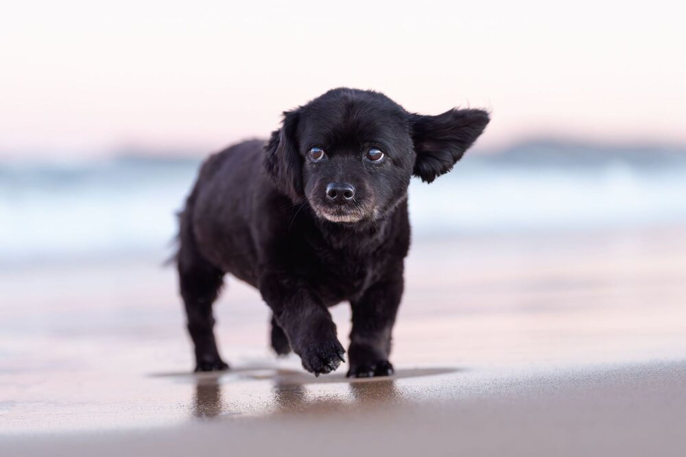 Small black dog photographed by Wild Talons Photography