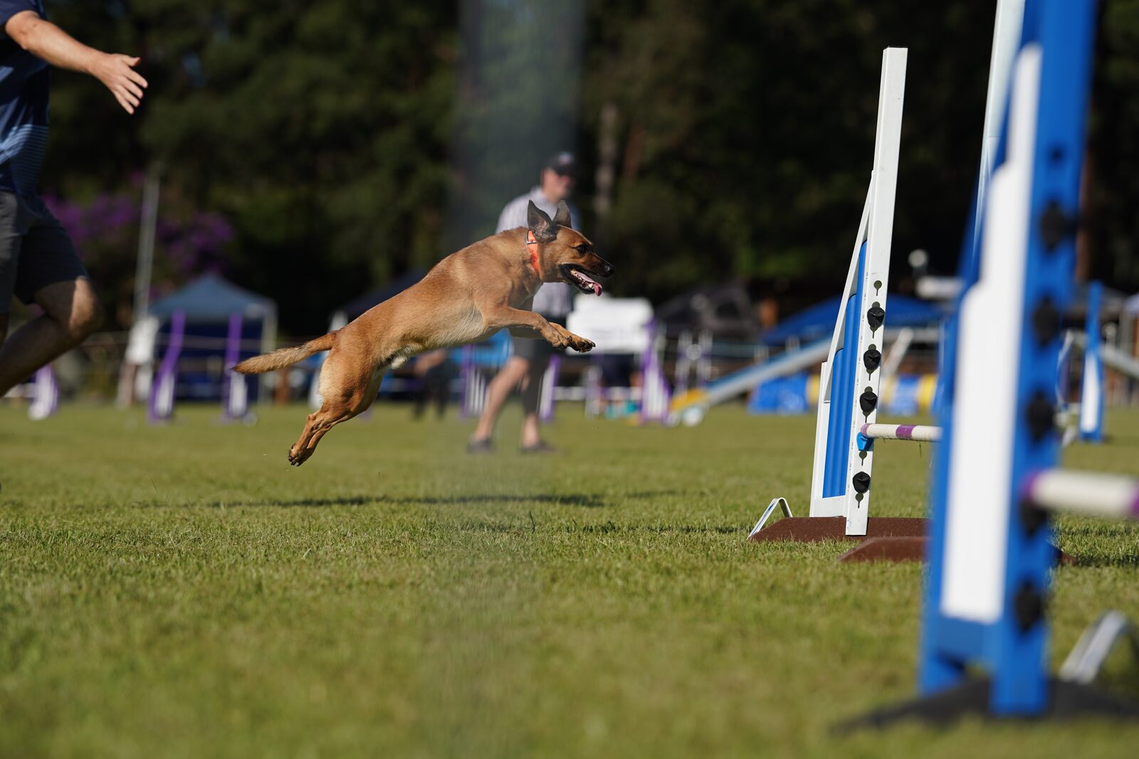A dog flying towards an agility jump with its handler