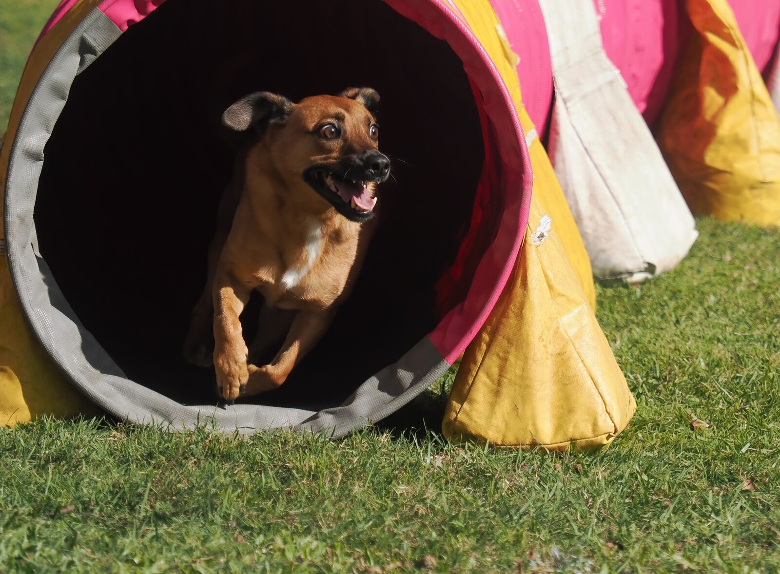 A dog racing out of an agility tunnel at a club event