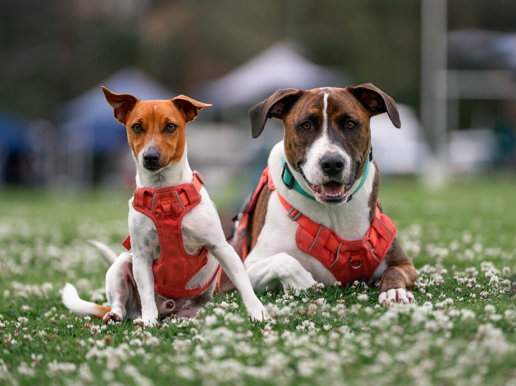 Two dogs sitting together on the club grounds
