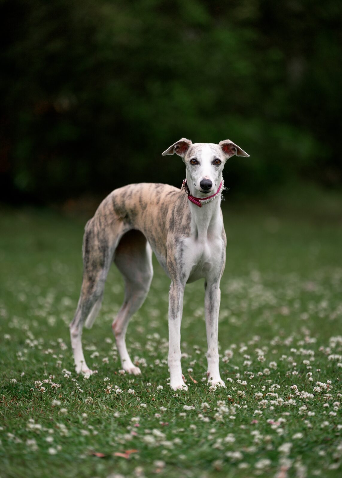 A whippet standing on the club grounds