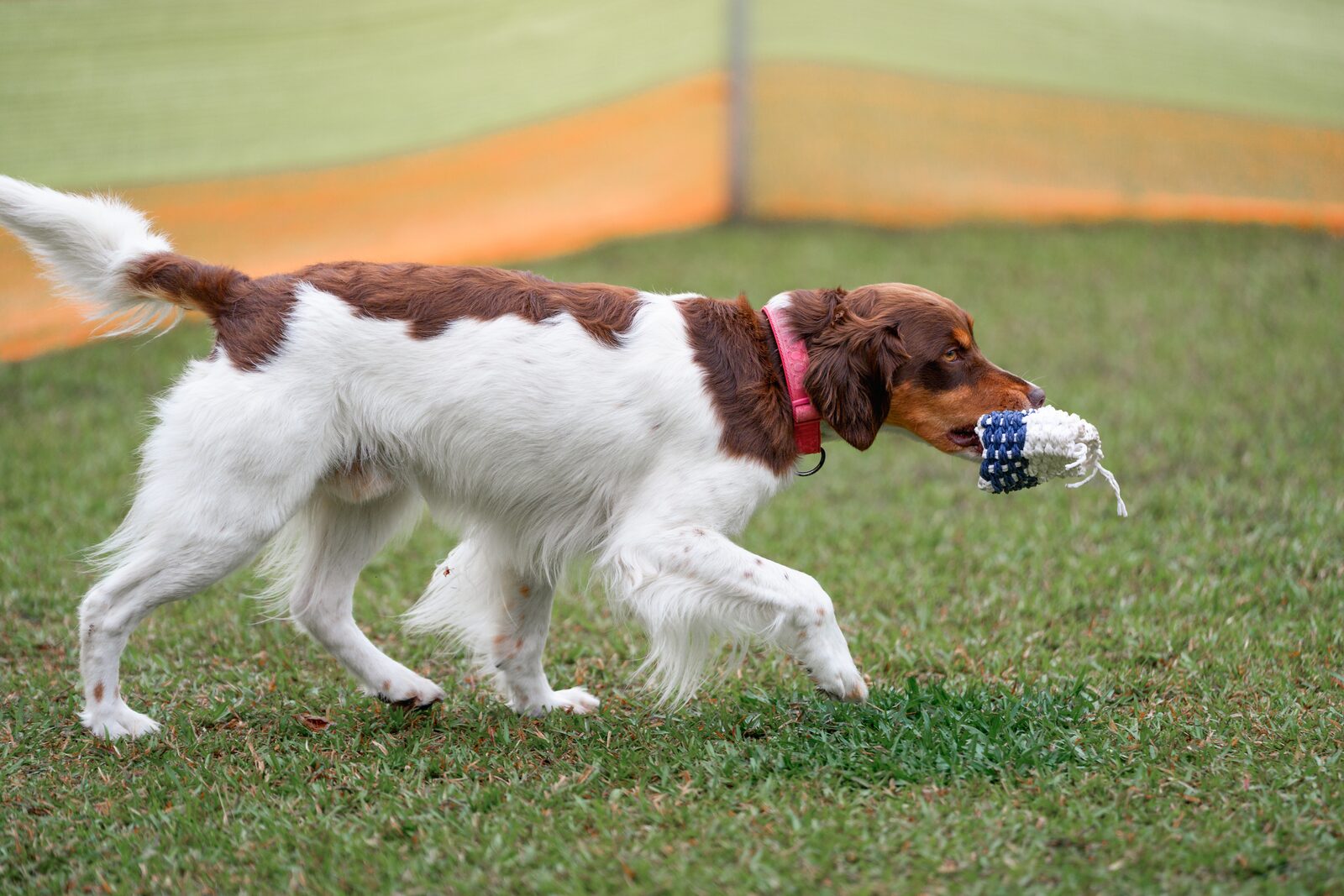 A dog carrying an obedience dumbbell across the club grounds