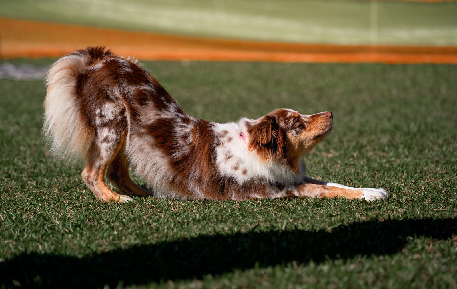 A dog demonstrating a play bow during a Tricks event